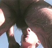 quiz for guy bears malen hairy legs male bear fucker